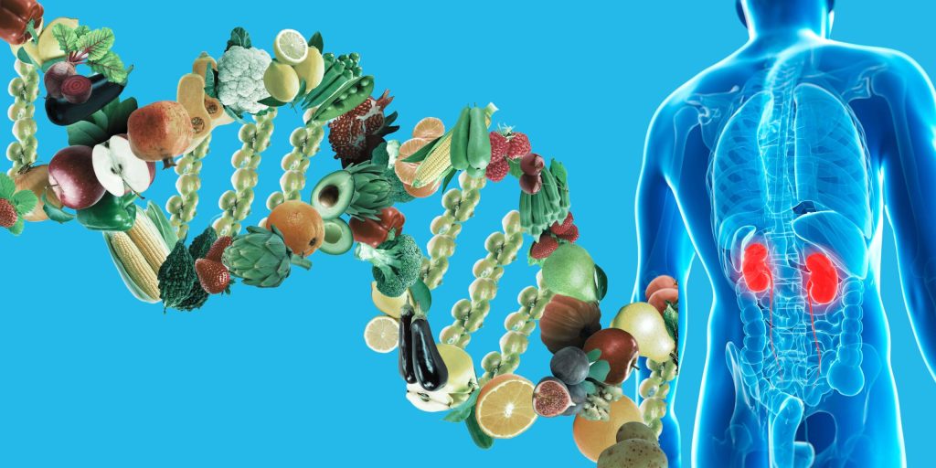 Untitled design-25-min — InKidney nutrigenomics and kidney health